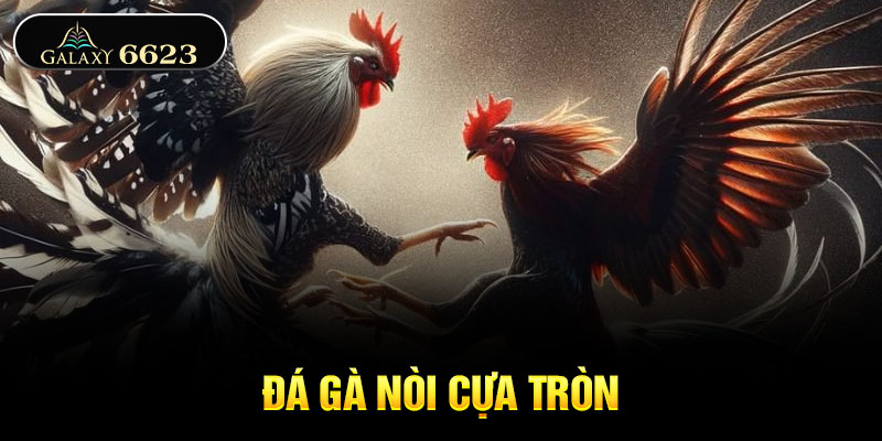 Đá gà nòi cựa tròn