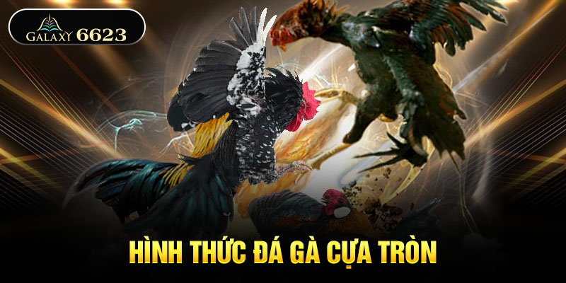 Hình thức đá gà cựa tròn