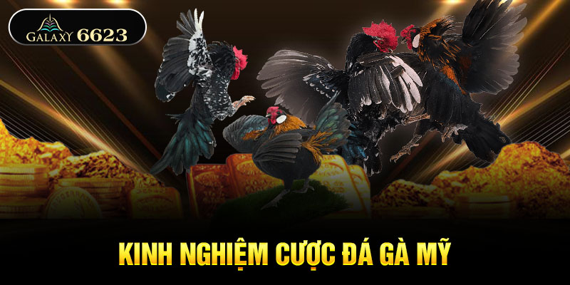 Kinh nghiệm cược đá gà Mỹ